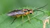 Euura tibialis